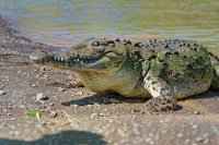 Krokodyl americky - Crocodylus acutus - American Crocodile o0466